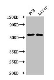 Polyclonal Rabbit anti-Human FARSB Antibody (IF, WB)