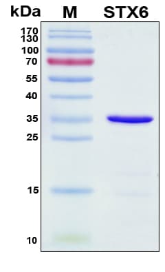 Human STX6 / Syntaxin 6 Protein (Recombinant His, N-Terminal)