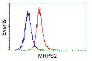 MRPS2 Antibody (clone OTI4D6)