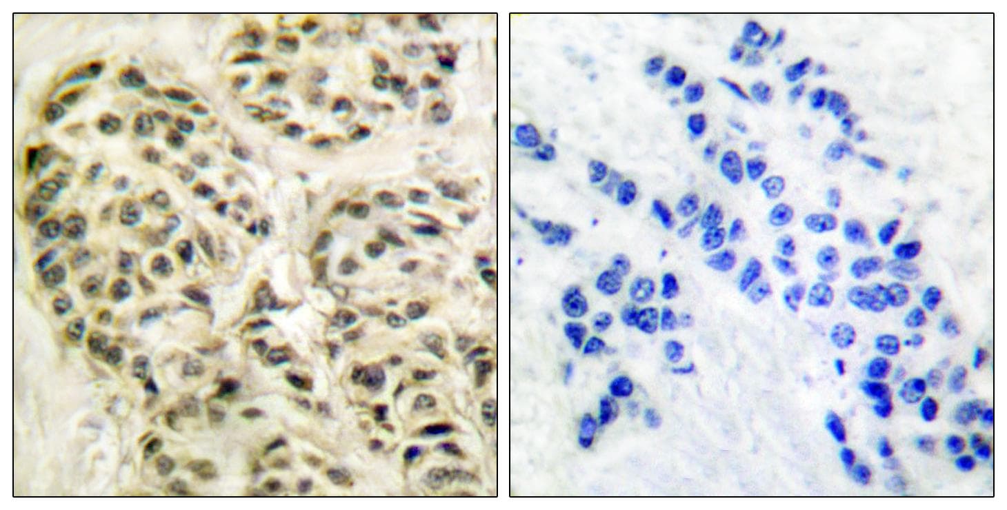 CCNL1 / Cyclin L1 Antibody
