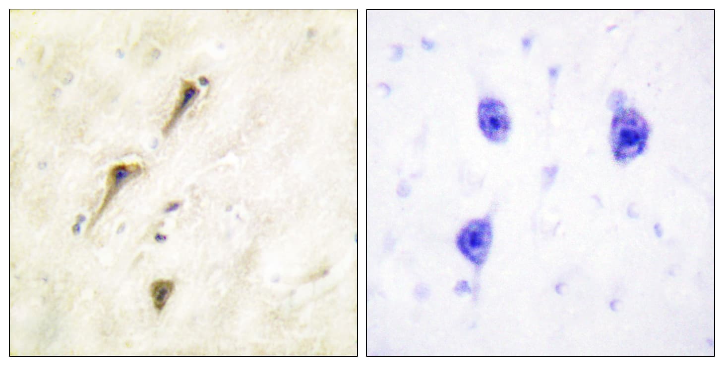 ANAPC1 / APC1 Antibody (aa654-703)