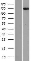 ANKRD28 Protein (Over-Expression Lysate Myc-DDK (Flag))