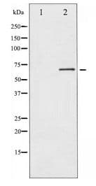 EIF2AK2 / PKR Antibody