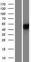 SERPINF2 / Alpha-2-Antiplasmin Protein (Over-Expression Lysate Myc-DDK (Flag))