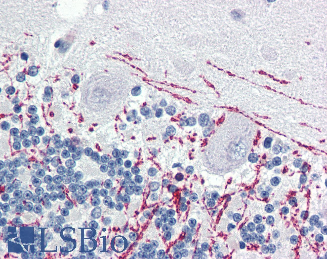 IHC-plus™ MBP / Myelin Basic Protein Antibody