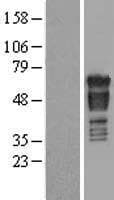PAK4 Protein (Over-Expression Lysate Myc-DDK (Flag))