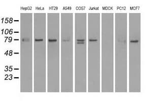 SCYL3 Antibody (clone OTI4F10)