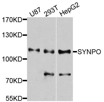 SYNPO / Synaptopodin Antibody