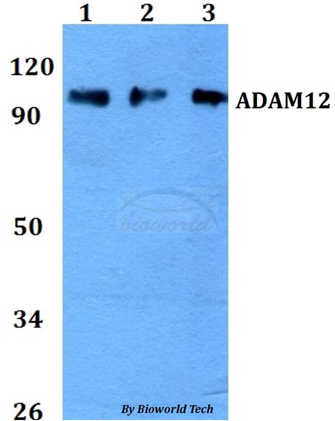 ADAM12 Antibody