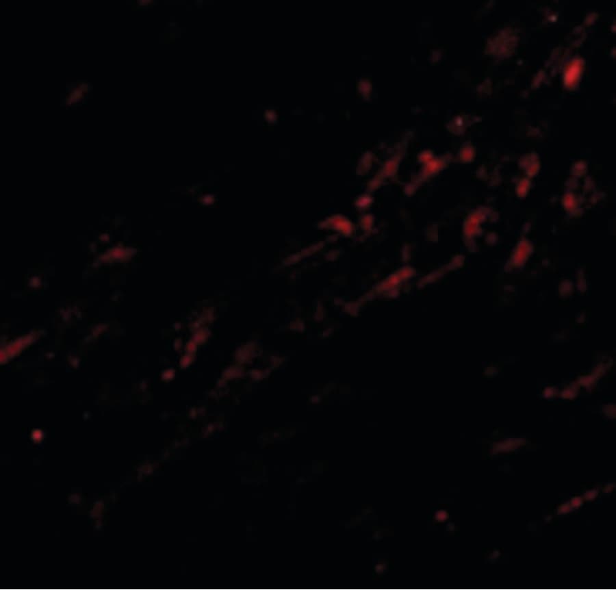 Polyclonal Rabbit anti-Human CIDEA / CIDE-A Antibody (IHC, IF, WB)