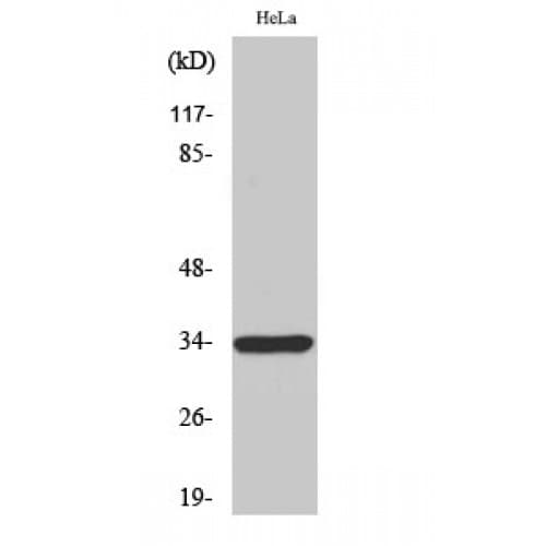MRGPRE / MRGE Antibody (140-220 aa, Internal)