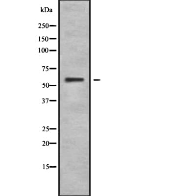 Testilin / EHD1 Antibody