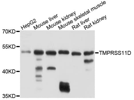 TMPRSS11D / HAT Antibody