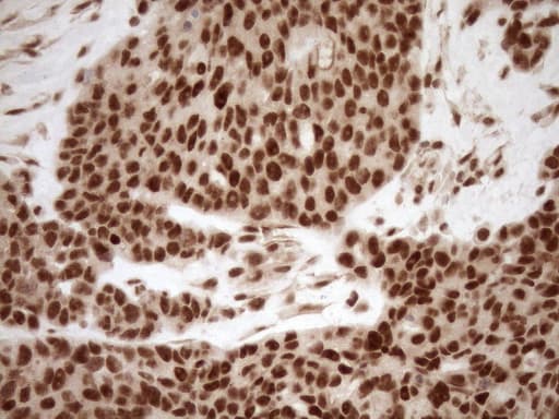 NUDT21 Antibody (aa2-227, clone OTI2C8)