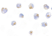 CFLAR / FLIP Antibody (aa449-465)