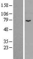 SPIRE1 Protein (Over-Expression Lysate Myc-DDK (Flag))