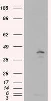 MCL1 / MCL 1 Antibody (clone OTI3B4)