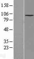LEO1 Protein (Over-Expression Lysate Myc-DDK (Flag))