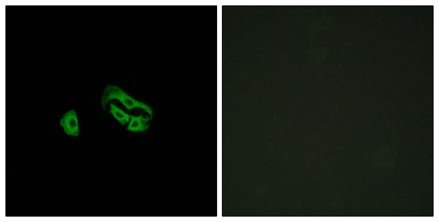 Polyclonal Rabbit anti-Human FPR3 / FPRL2 Antibody (aa304-353, IF)