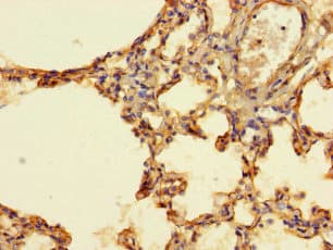 Polyclonal Rabbit anti-Human IFI27L2 Antibody (IHC, IF)