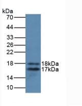 IL2 Antibody (clone C3)