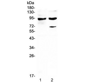 STAT1 Antibody