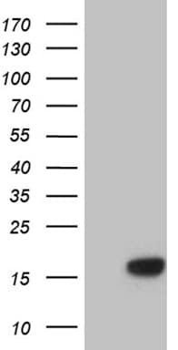 NDUFA4L2 Antibody (clone OTI2E7)