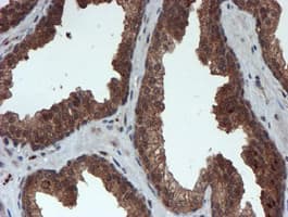 PSMA6 Antibody (clone OTI4C9, Carrier-free)