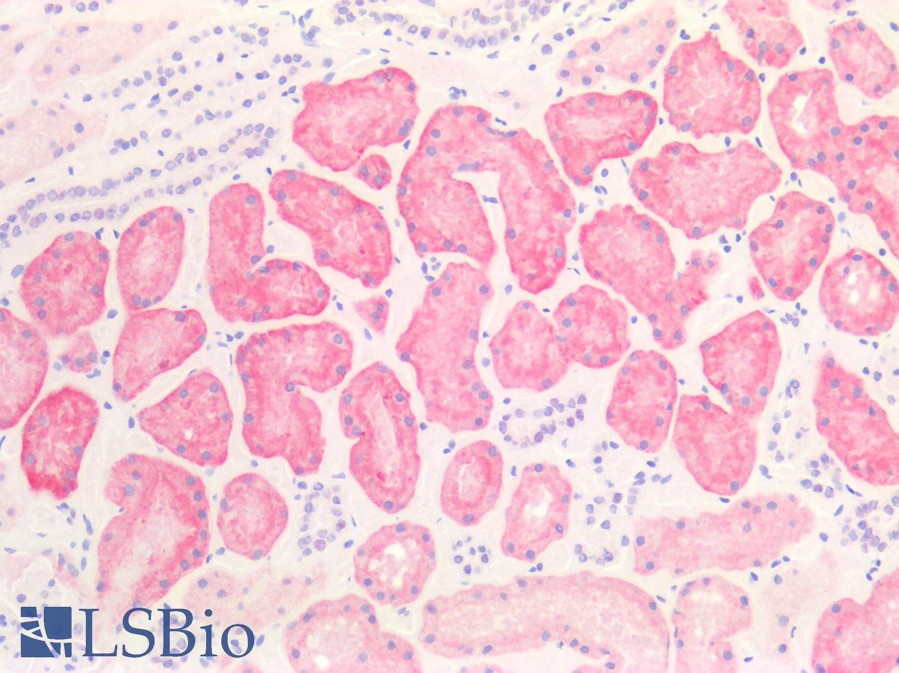 PathPlus™ Polyclonal Rabbit anti-Human SLC2A2 / GLUT2 Antibody (aa50-150, IHC, IF, WB)