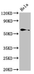 TRIP4 / ASC-1 Antibody