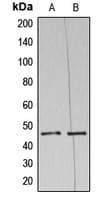 AZI2 / NAP1 Antibody (N-Terminus)