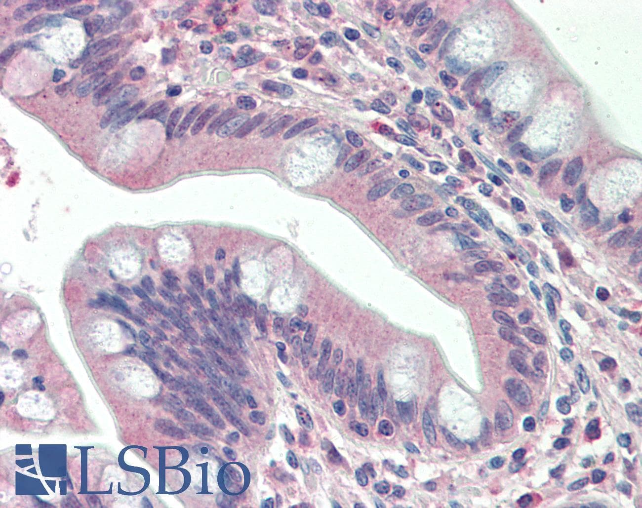 IHC-plus™ Polyclonal Goat anti-Human SLAMF8 Antibody (aa268-279, IHC, WB)