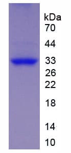 Mouse SPON2 / MINDIN Protein (Recombinant His-T7)