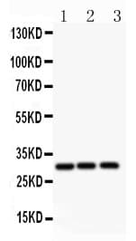 ATF1 Antibody (aa1-271)