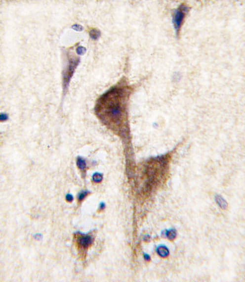 HRH3 / Histamine 3 Receptor Antibody (aa414-442)