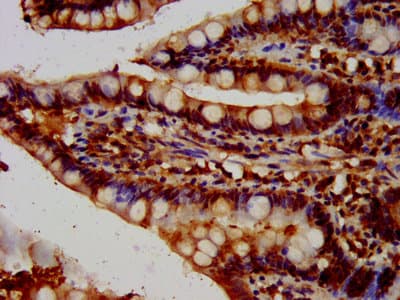 HBEGF / HB EGF Antibody