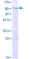 Human ARMCX5 Protein (Recombinant GST)