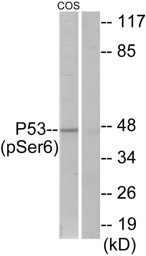 TP53 / p53 Antibody (phospho-Ser6)