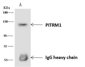 PITRM1 / MP1 Antibody