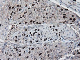 XTP4 / C17orf37 Antibody (clone OTI2D5)