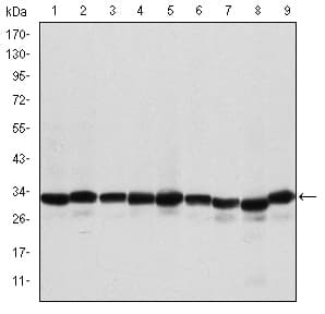 IHC-plus™ PHB / Prohibitin Antibody (clone 5H7)