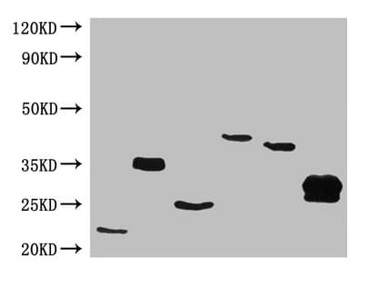 His Tag Antibody (clone 3G5H8)