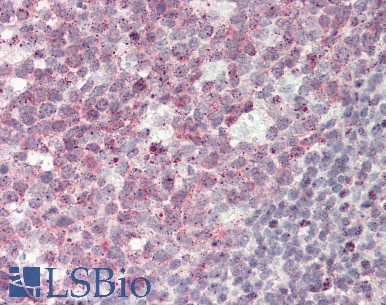 PathPlus™ BAX Antibody (aa41-76)
