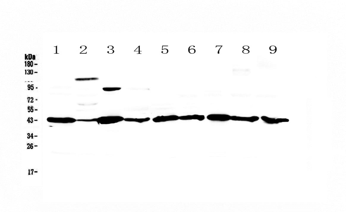 CASP4 / Caspase 4 Antibody