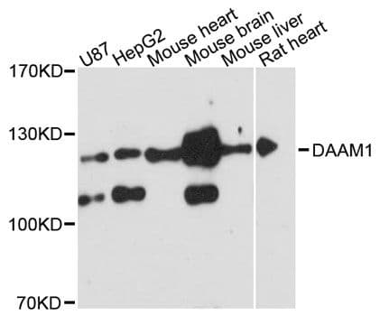 DAAM1 Antibody