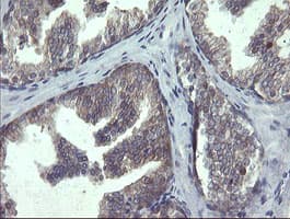 POLR3C Antibody (clone OTI2H1)