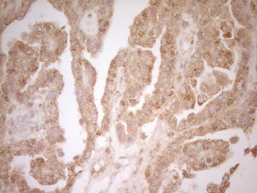 BTG1 Antibody (clone OTI7H6, Carrier-free)