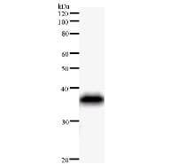PER1 Antibody (aa788-905, clone 2715C2)