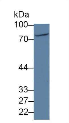 THOP1 / Thimet Oligopeptidase Antibody (aa451-597)