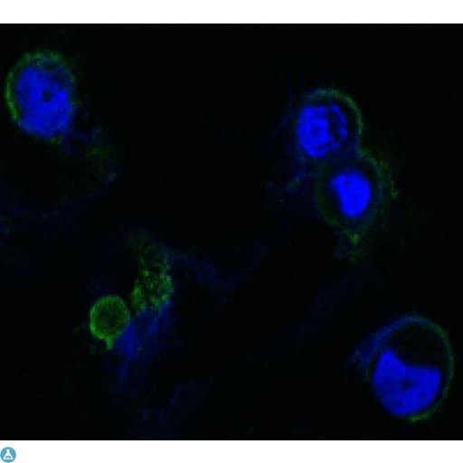 FGFR4 Antibody